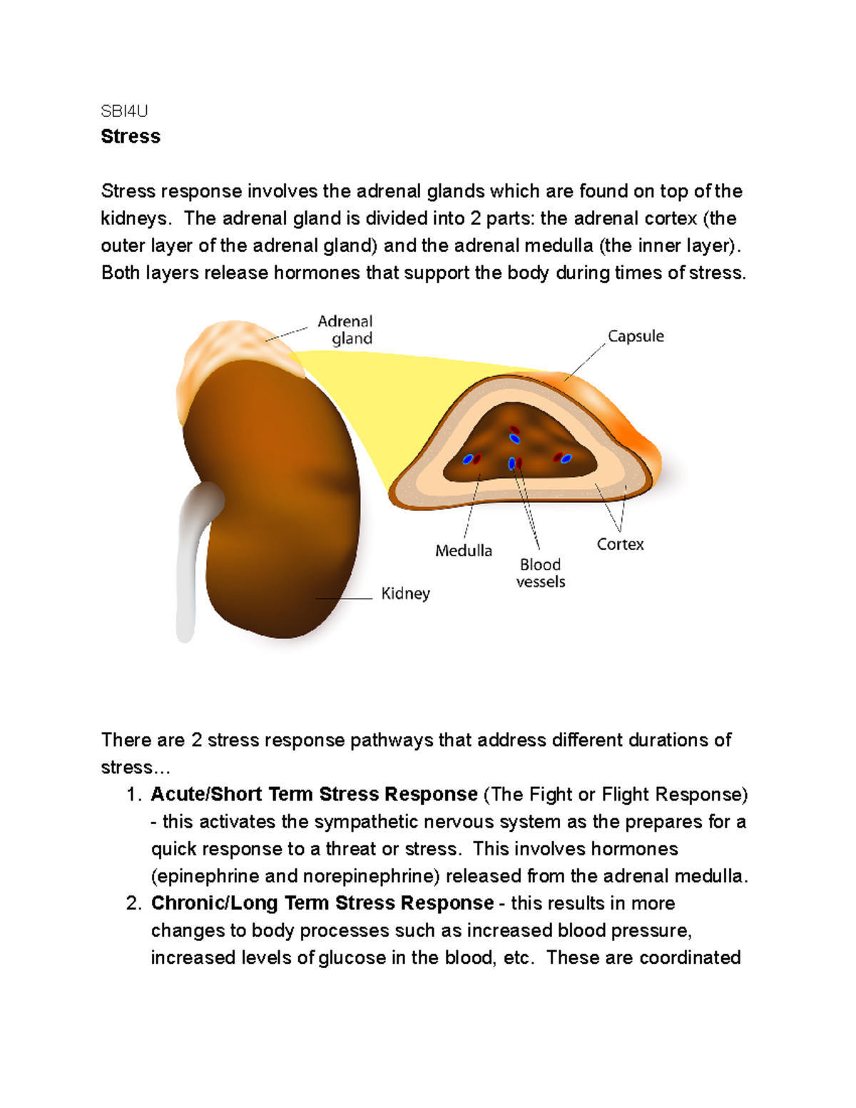 Stress - SBI4U Stress Stress response involves the adrenal glands which ...