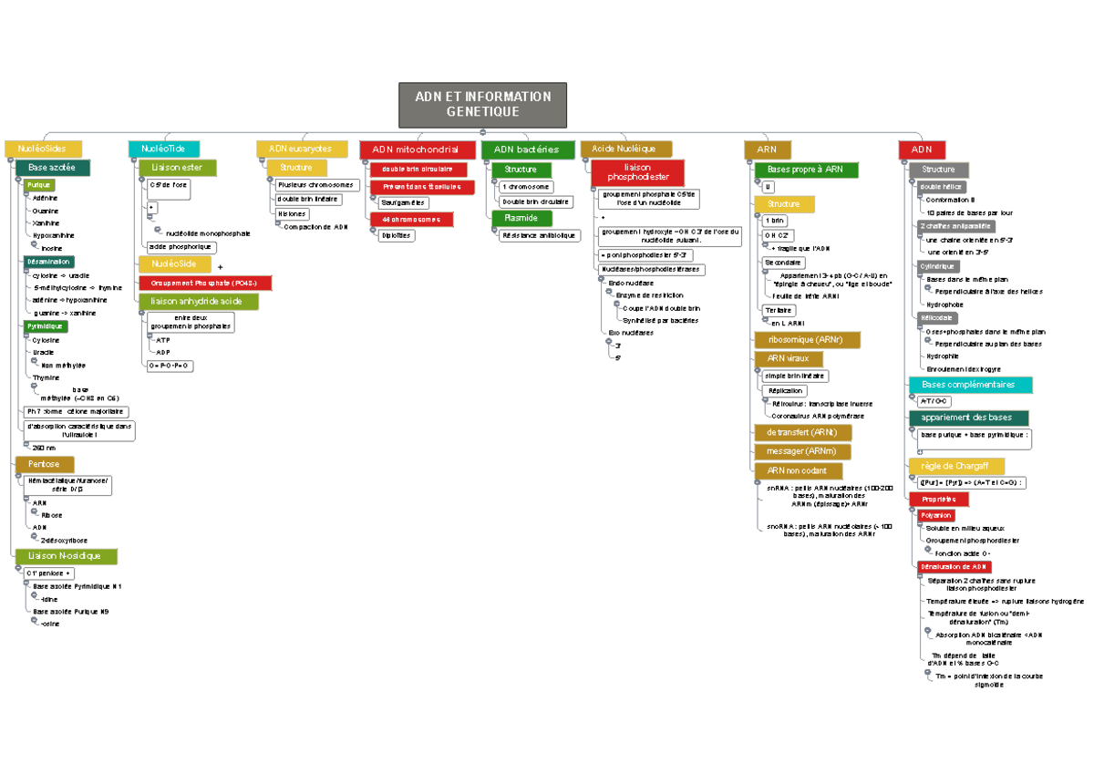 Mind Map ADN CM1 complète - + Adénine Guanine Xanthine Inosine ...