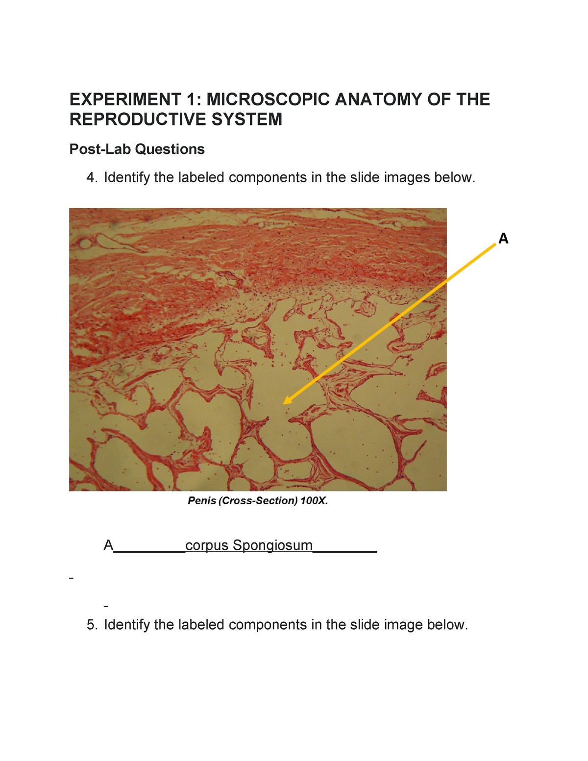 experiment 1 microscopic anatomy of the endocrine system