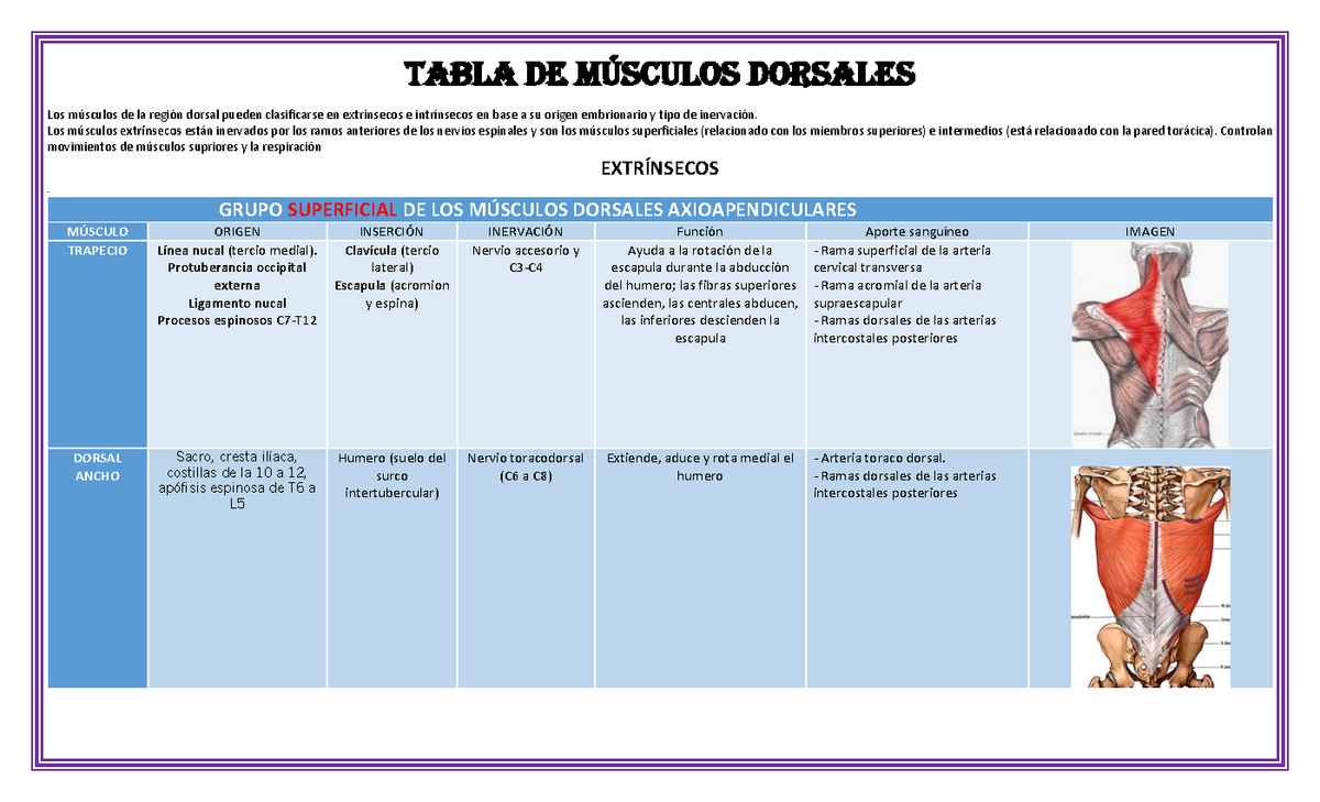 Musculos Dorsales Apuntes 1 Tabla De MÚsculos Dorsales Los Músculos De La Región Dorsal 8182