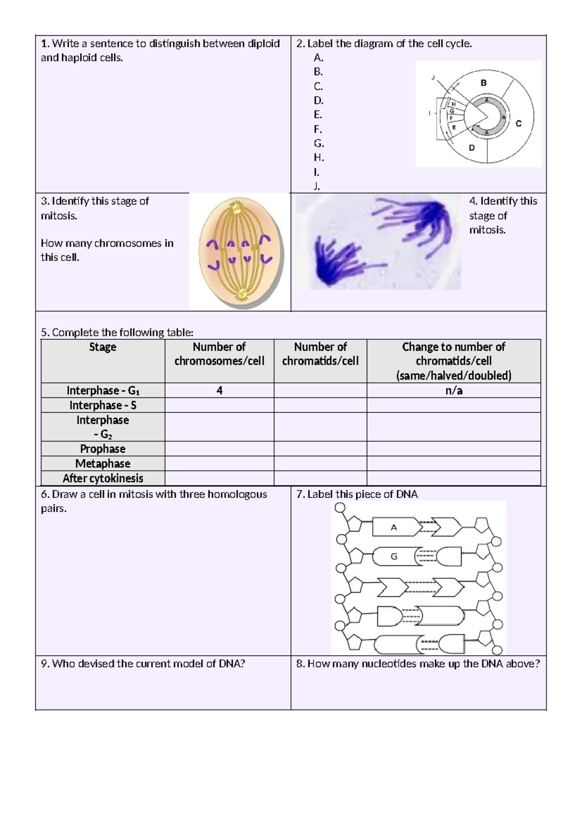 3. DNA replication - notess - Write a sentence to distinguish between ...