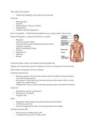 human anatomy 2 Exam, questions and answers - Exam Sample Questions ...