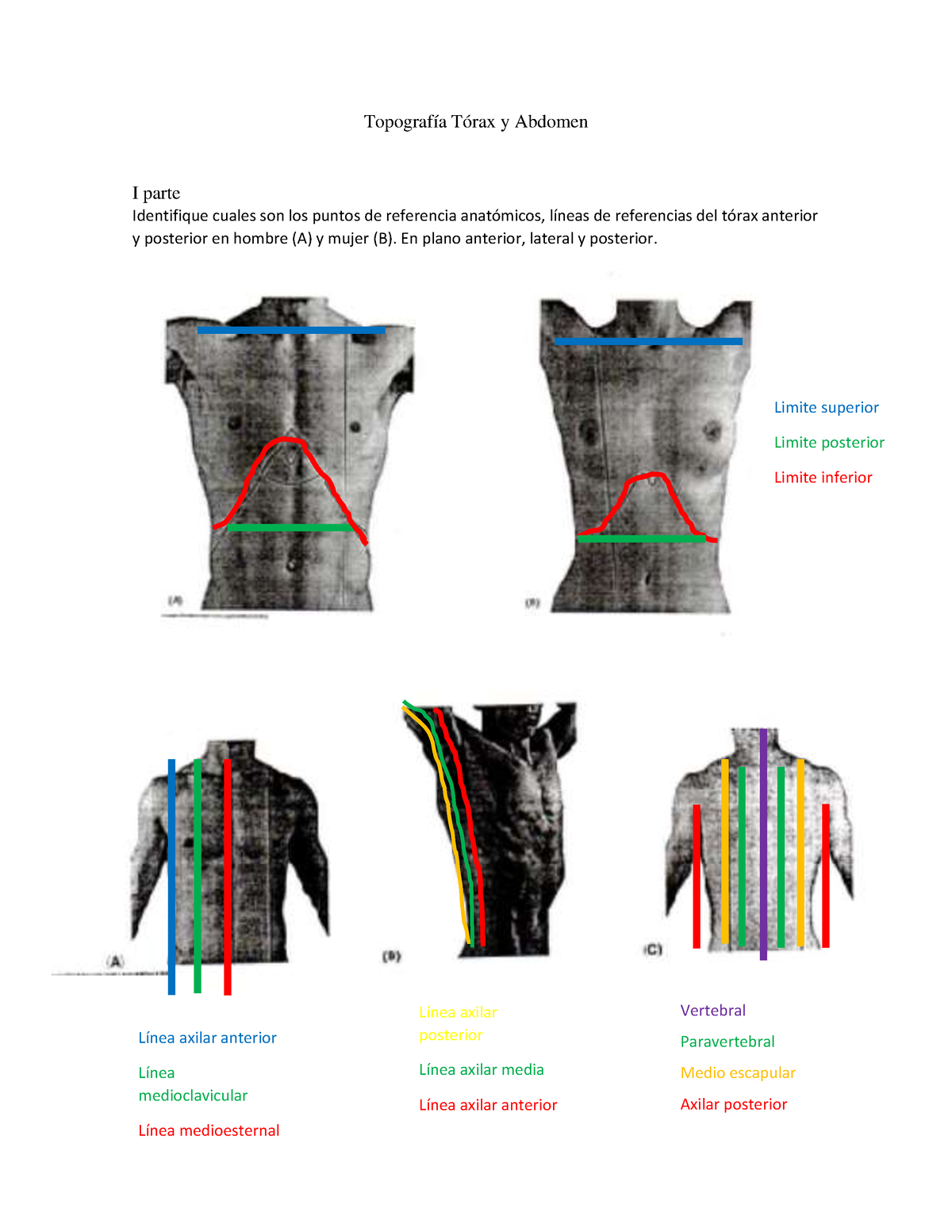 Topografía Tórax Y Abdomen - Topografía Tórax Y Abdomen I Parte ...