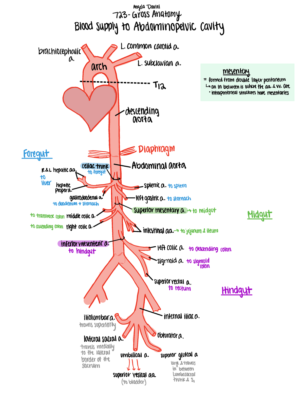 723 - Unit 3 Blood and Innervation - 723 GrossAnatomy Bloodsupply to ...