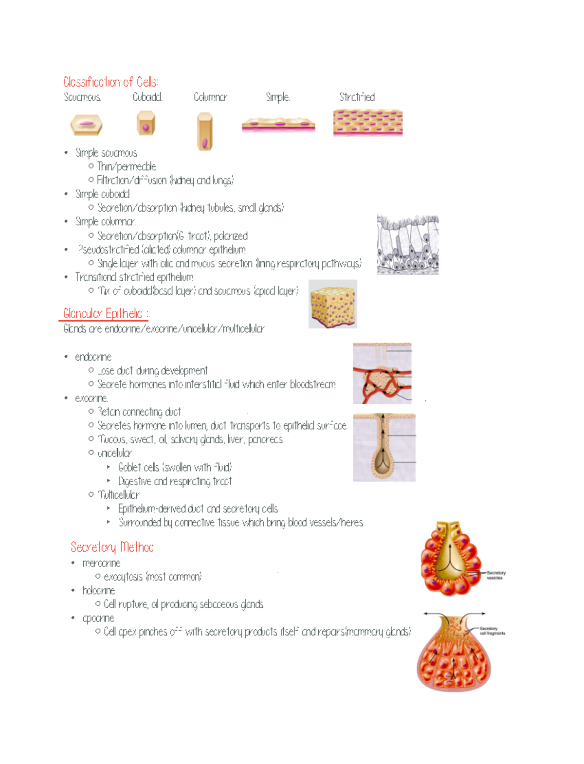 Tissues 2 - . Secretory Method merocrine holocrine exocytosis (most ...