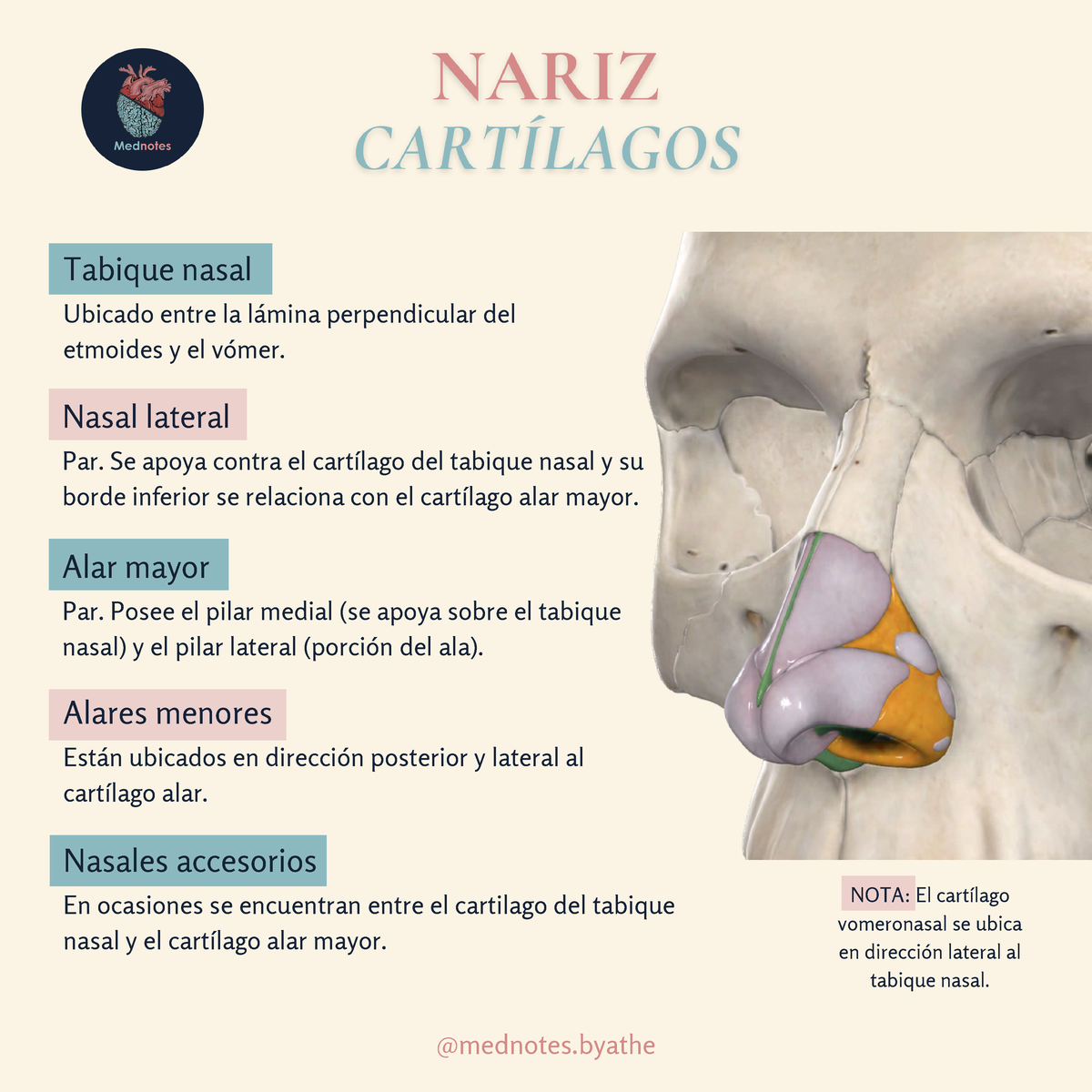 anatomía del cartílago de la nariz