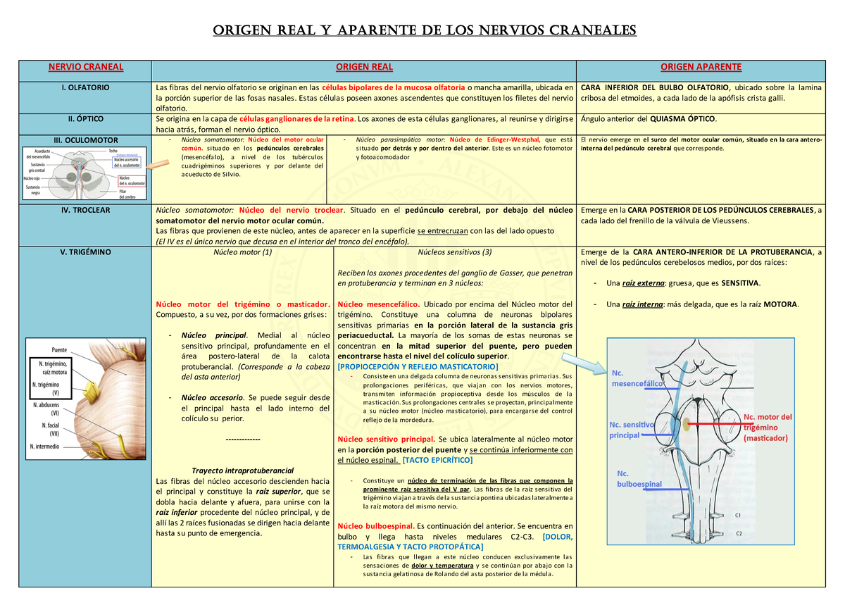 Pares craneales DEF - ORIGEN REAL Y APARENTE DE LOS NERVIOS CRANEALES