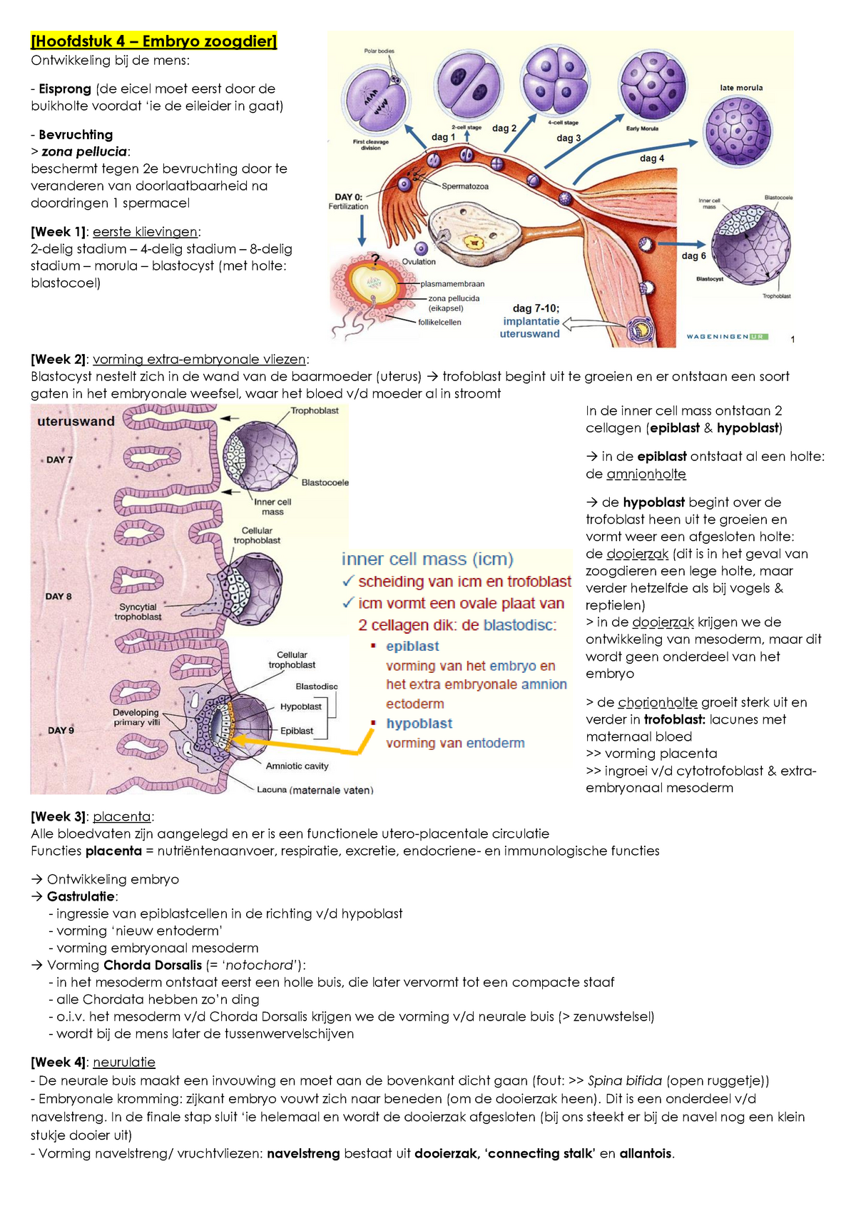 Samenvatting Hoofdstuk 4 - 4 Embryo Ontwikkeling Bij De Mens: Eisprong ...