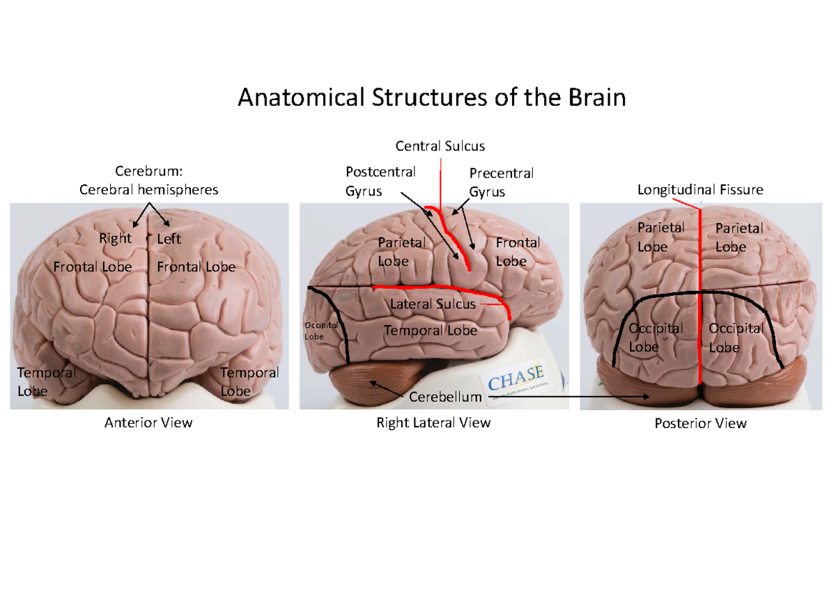 Practical 4.1 Self-Test Model Cards - Anatomical Structures of the ...