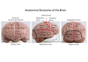 Core 2 Gross Anatomy of the Spinal Cord and Spinal Nerves - Module 2B ...