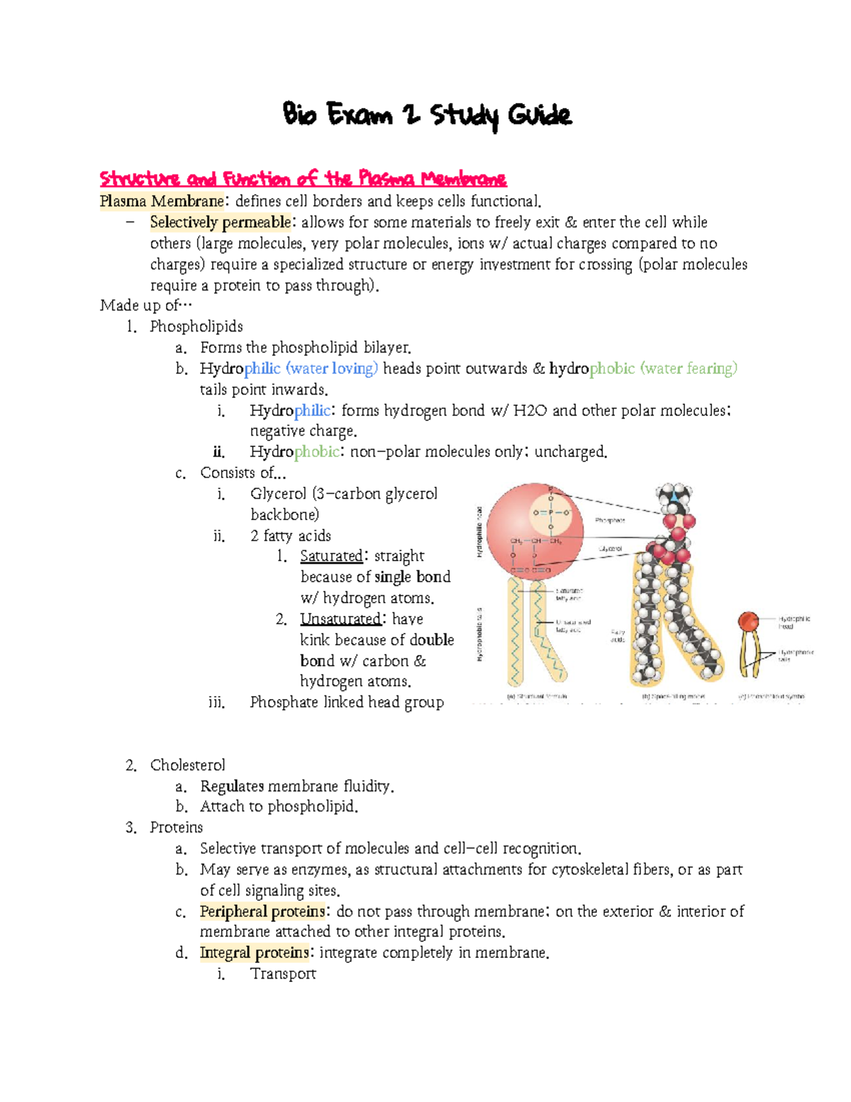 Bio Exam 2 Study Guide - Bio Exam 2 Study Guide Structure And Function ...