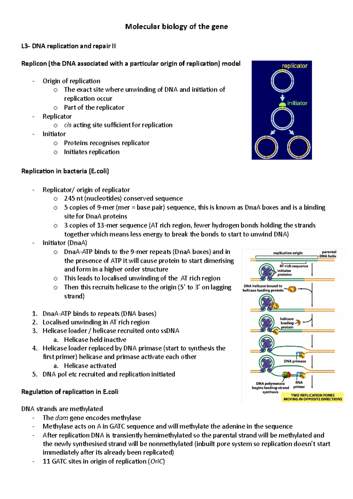 L3- DNA replication and repair II - Molecular biology of the gene L3 ...