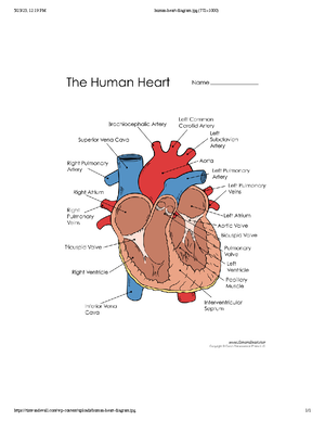 Chapter 1 Intro to Anatomy and Physiology - Chapter 1: Intro to Anatomy ...