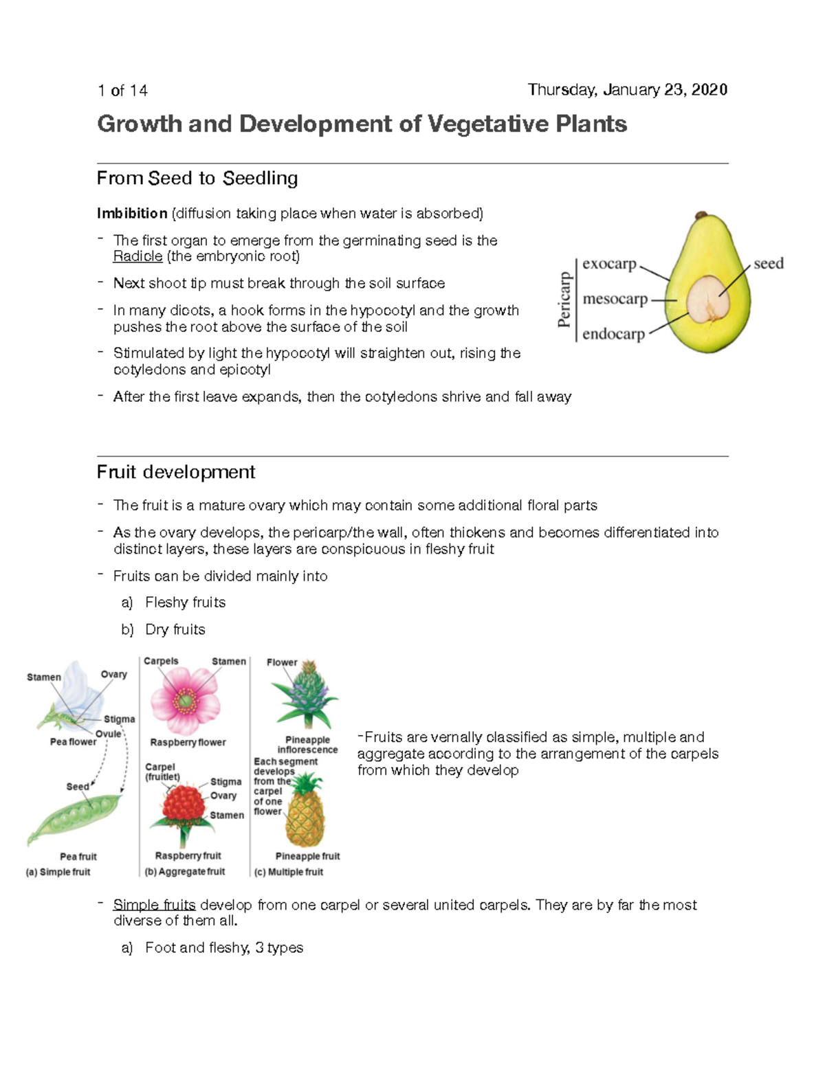 Growth and Development of Vegetative Plants - 1 of 14 Thursday, January ...