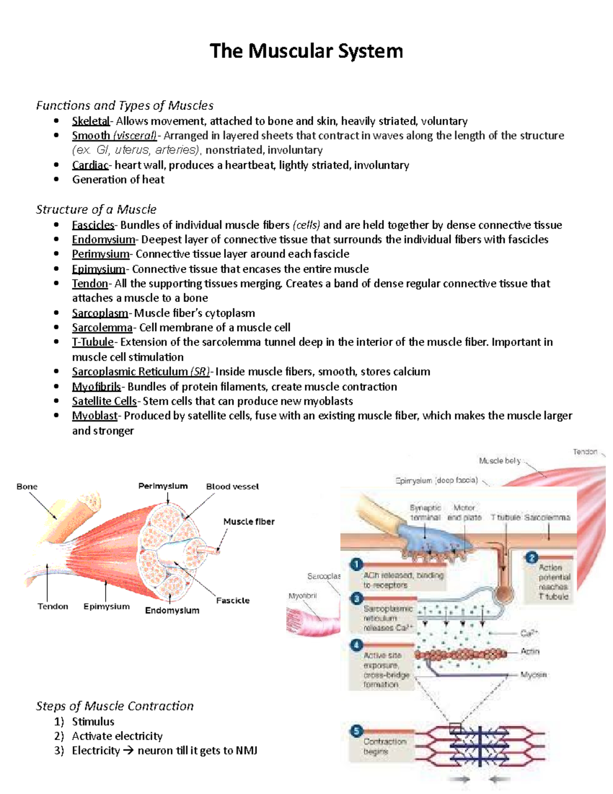 Integrated Human Sciences (Anatomy) Muscular System Notes - The ...