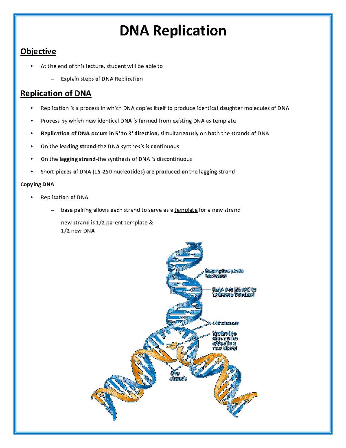 DNA replication - DNA Replication Objective At the end of this lecture ...
