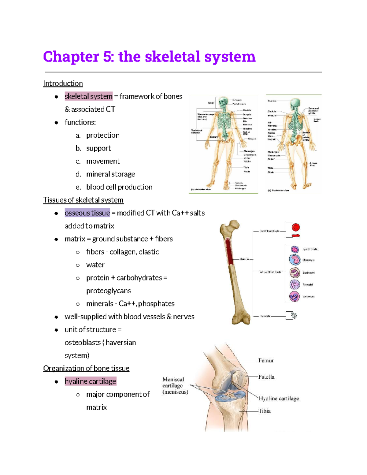 Chapter 5 The Skeletal System - Chapter 5: The Skeletal System ...