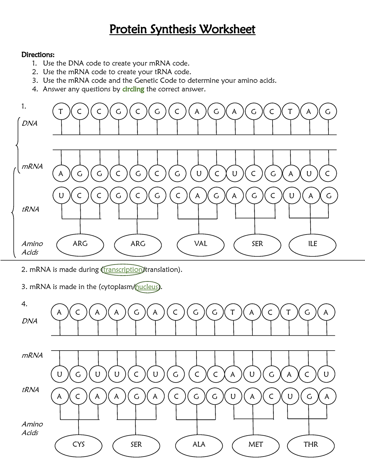 Protein Synthesis Worksheet and Answer Key Protein Synthesis