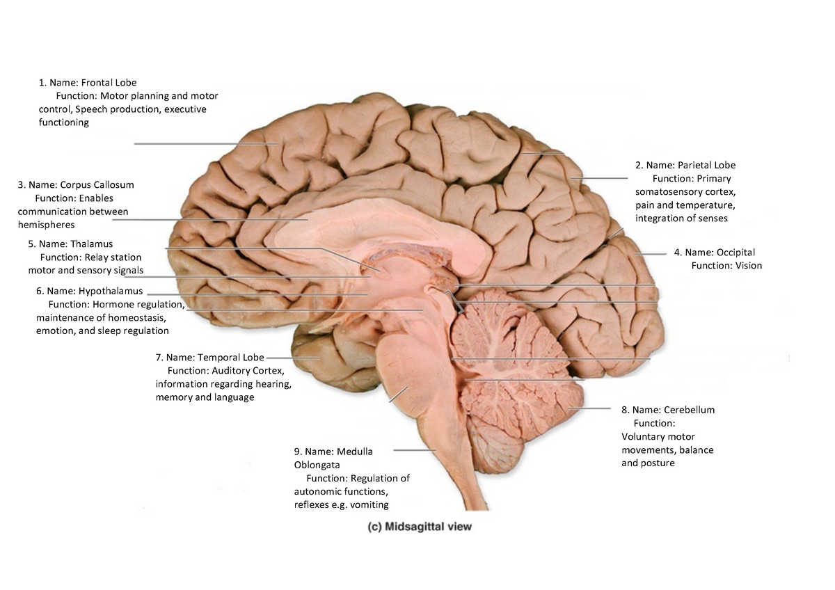 Neuroanatomy Activities Answers Name Frontal Lobe Function Motor Planning And Motor Control 5901