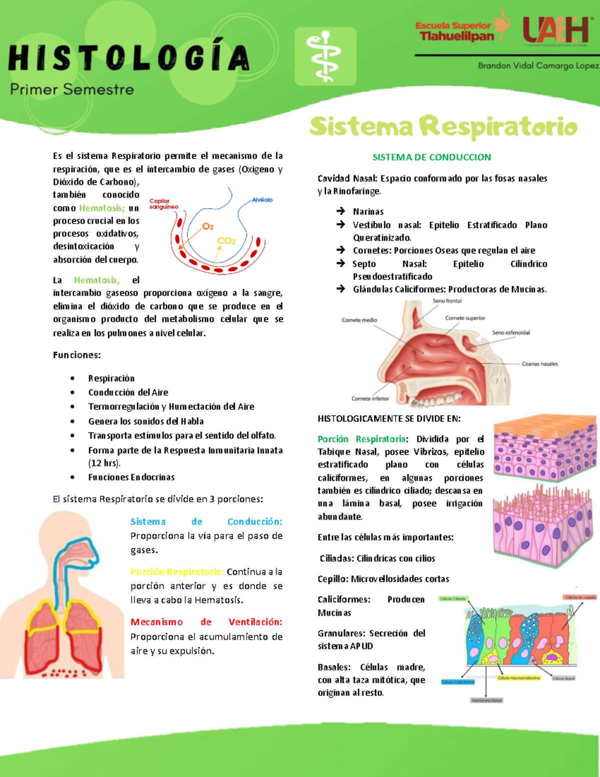 Histologia Del Sistema Respiratorio Warning Tt Undefined Function