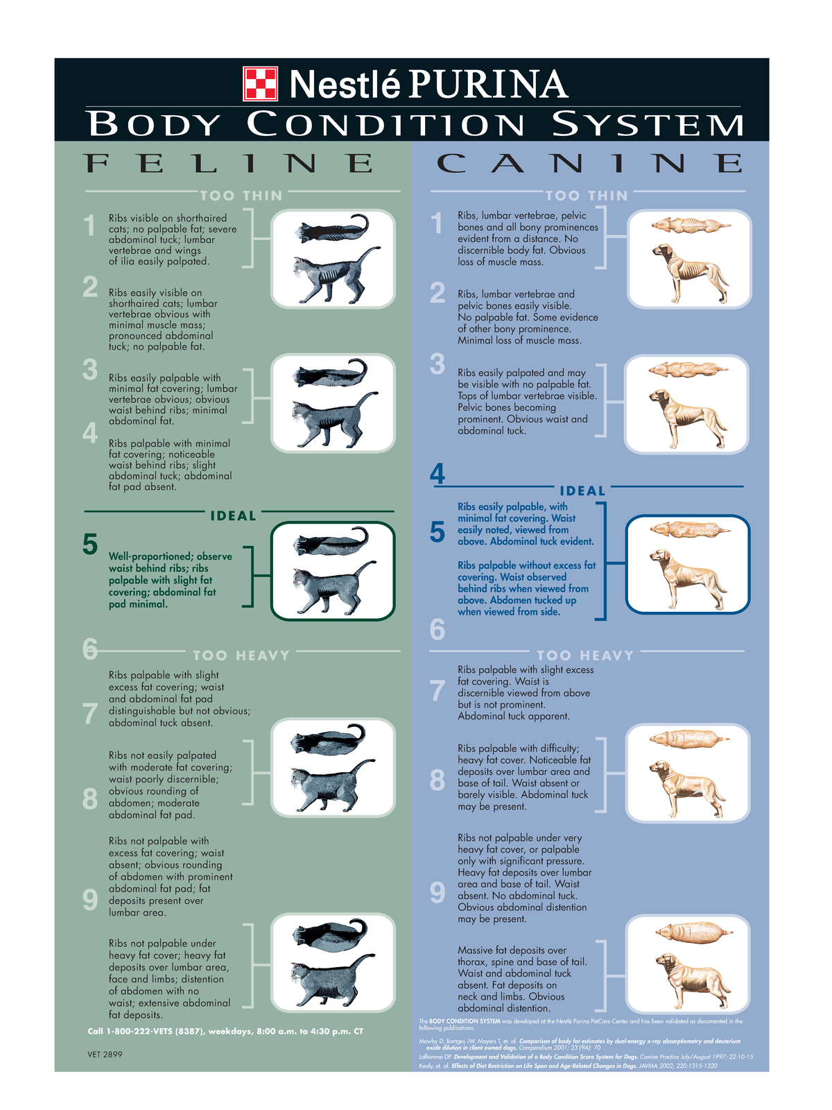 BCS Dog and Cat Chart - body conditioning scoring for - T O O T H I N ...