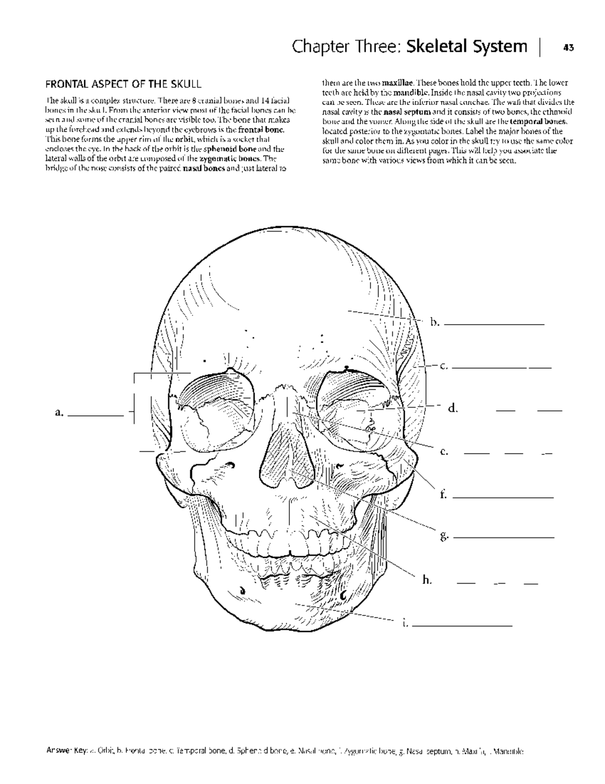 Skeleton coloring acitivity - Chapter Three: Skeletal System 43 FRONTAL ...