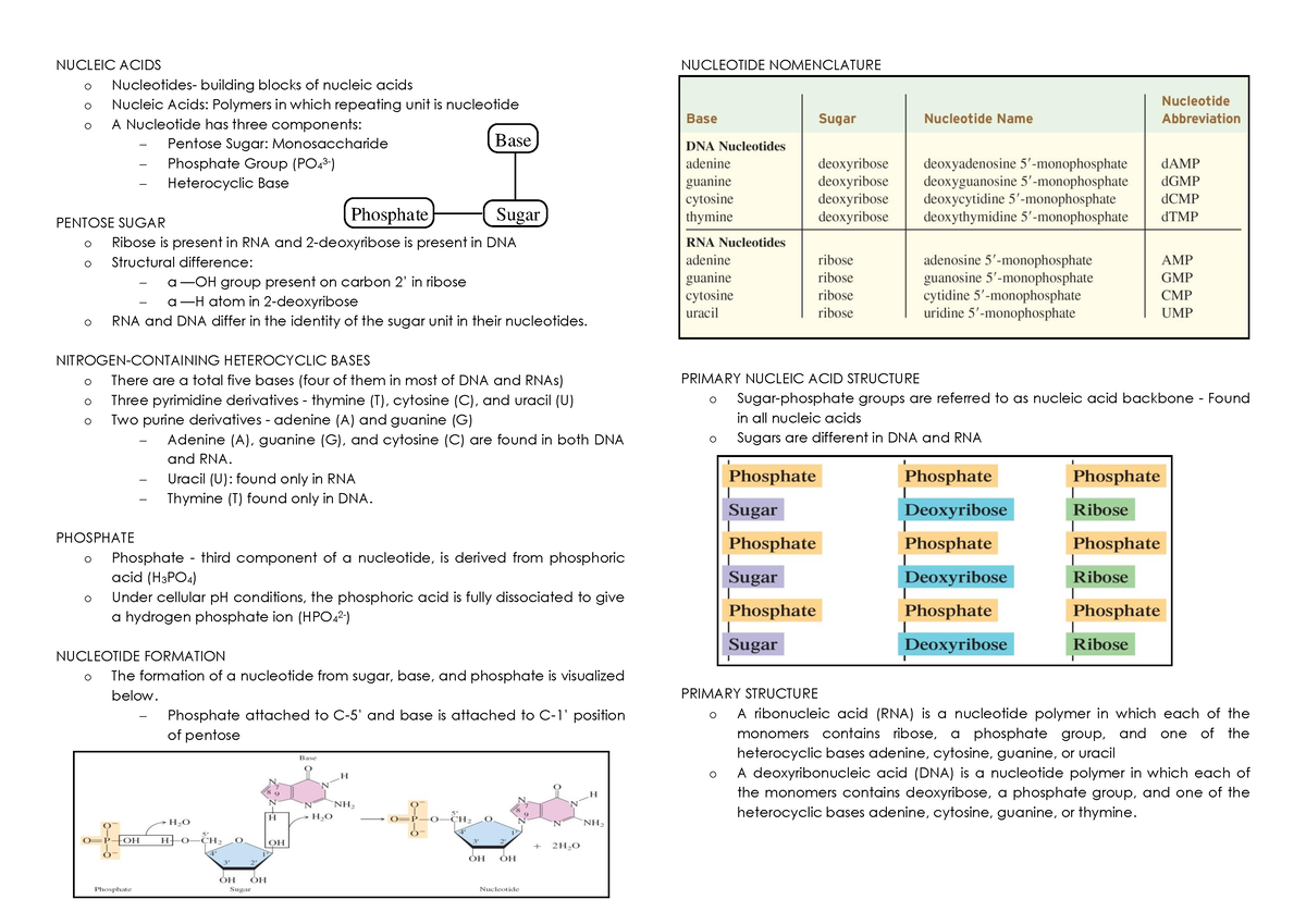 6-2-nucleic-acids-nucleic-acids-o-nucleotides-building-blocks-of