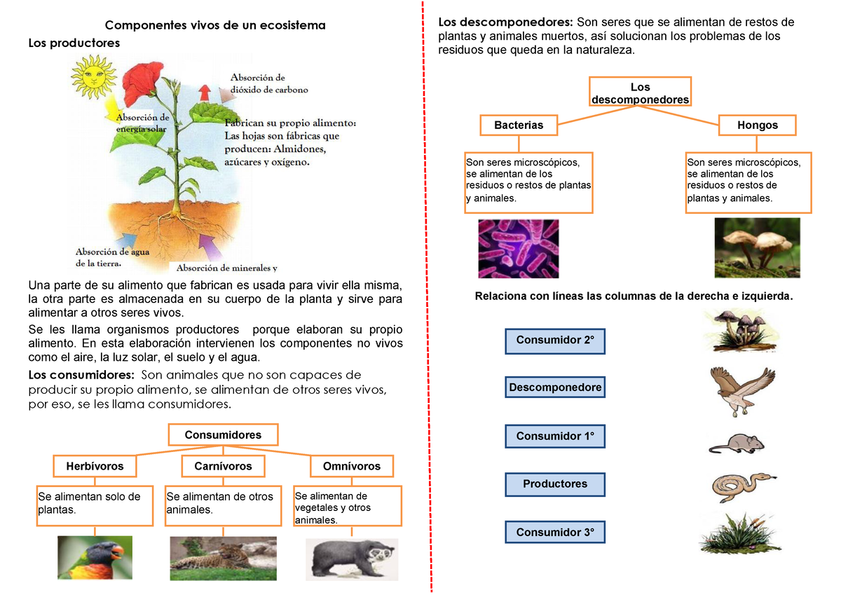 Productores Consumidores Y Descomponedores 