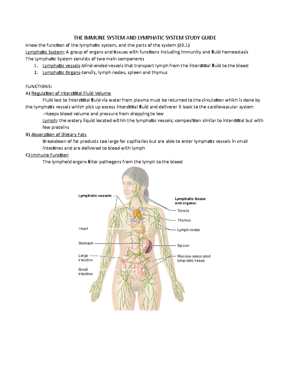 THE Immune System AND Lymphatic System Study Guide - THE IMMUNE SYSTEM ...