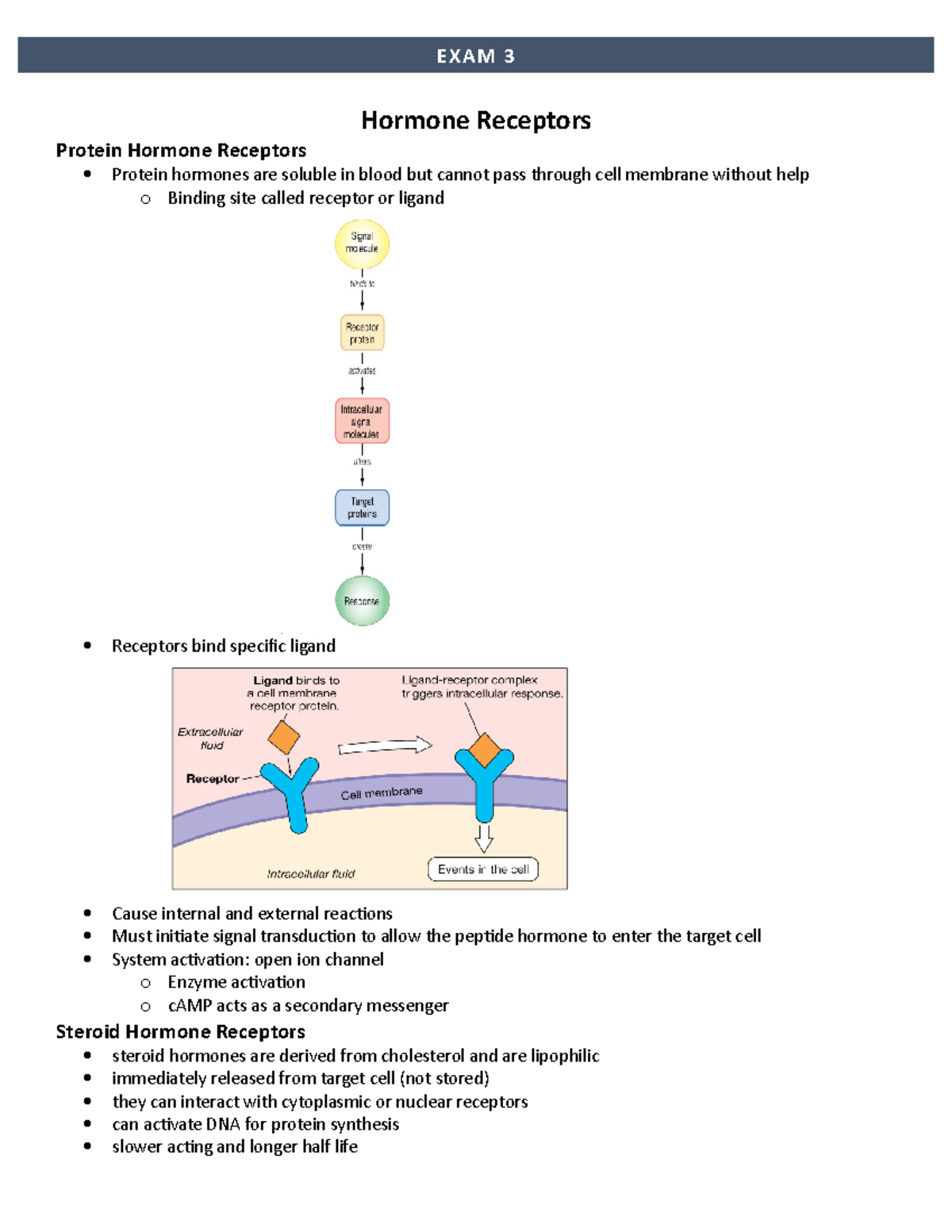 Exam 3 class notes Hormone Receptors Protein Hormone Receptors