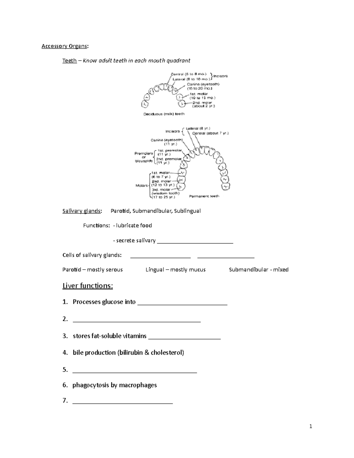 Accessory Organs outline Accessory Organs Teeth Know adult teeth