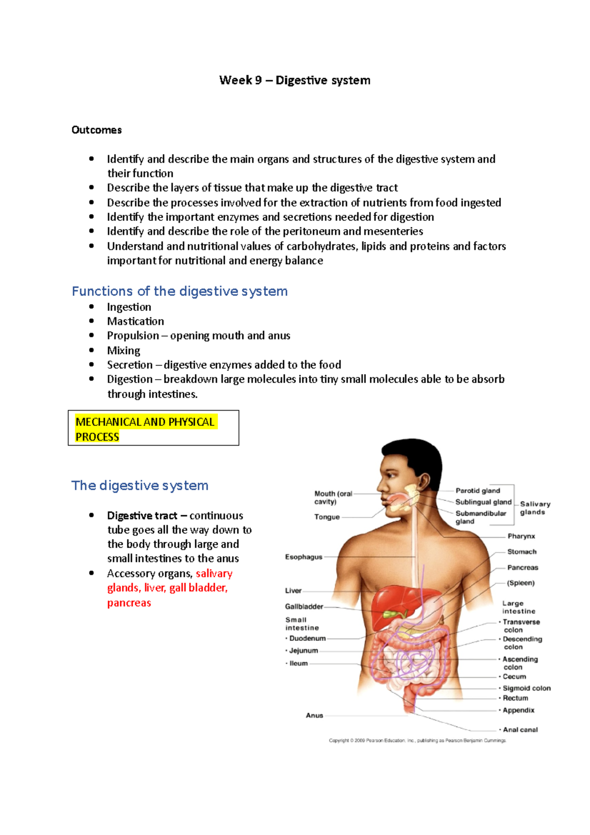 Week 9- Digestive System - Week 9 – Digestive System Outcomes Identify ...