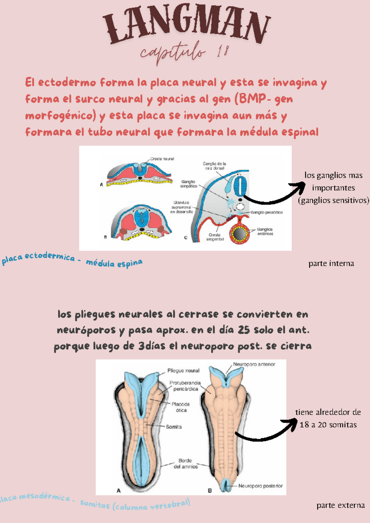 resumen de cap 18 El ectodermo forma la placa neural y esta se invagina y forma el surco