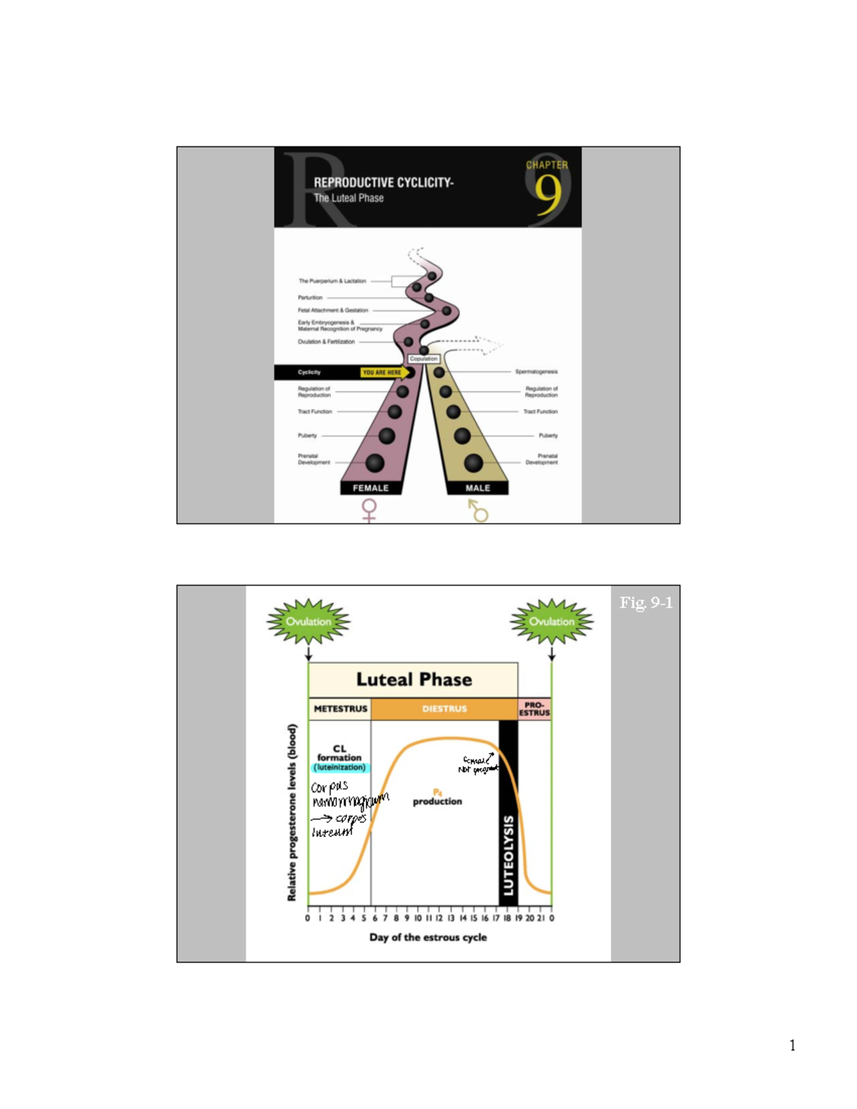 Luteal Phase Lecture Fig. 9 A female Not pregnant corpus hemorrhagic