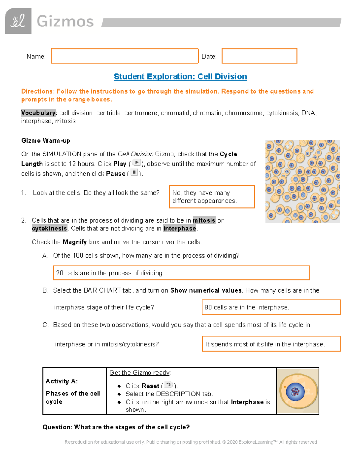 Cell Division Gizmos Answer Key - Name: Date: Student Exploration: Cell ...