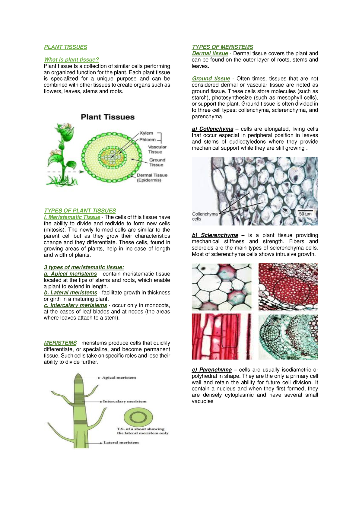 Plant Tissues Shhgduogsyuhnwluigsybuwgtgstwvb Plant Tissues What Is Plant Tissue Plant 2609