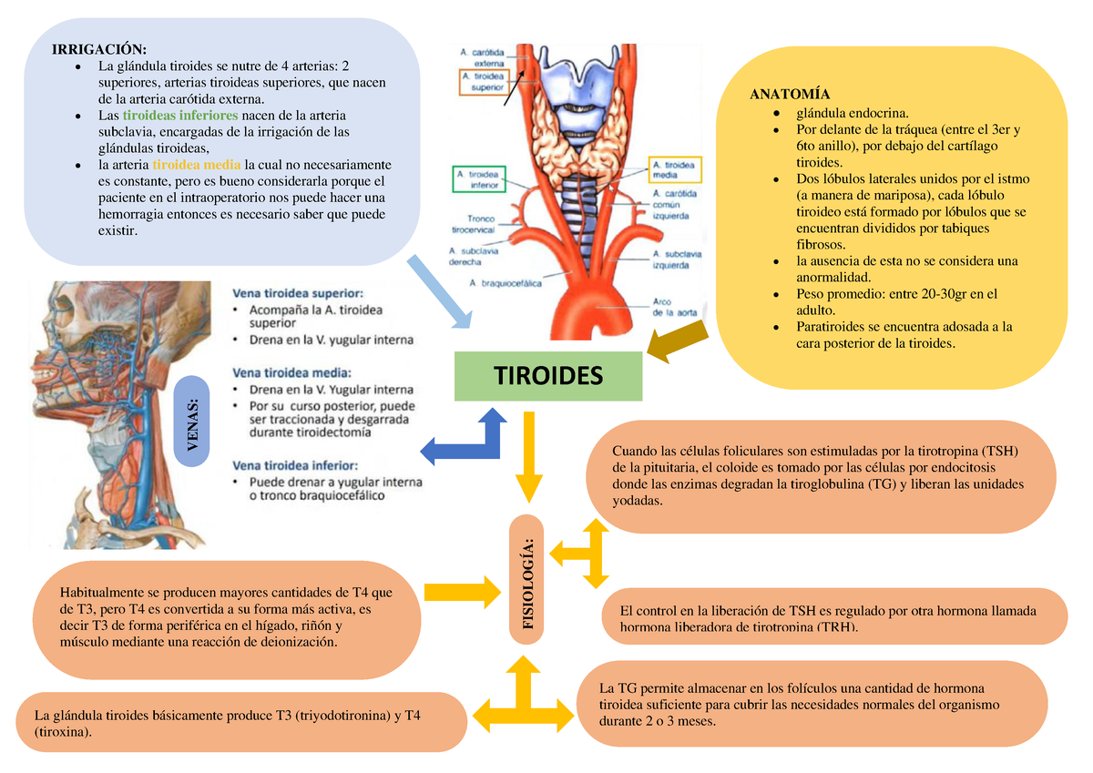 Diagrama De La Glándula Tiroides