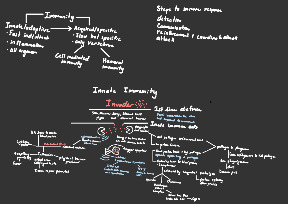 Bio - Innate Immunity Summary with drawings and diagrams - Steps to ...