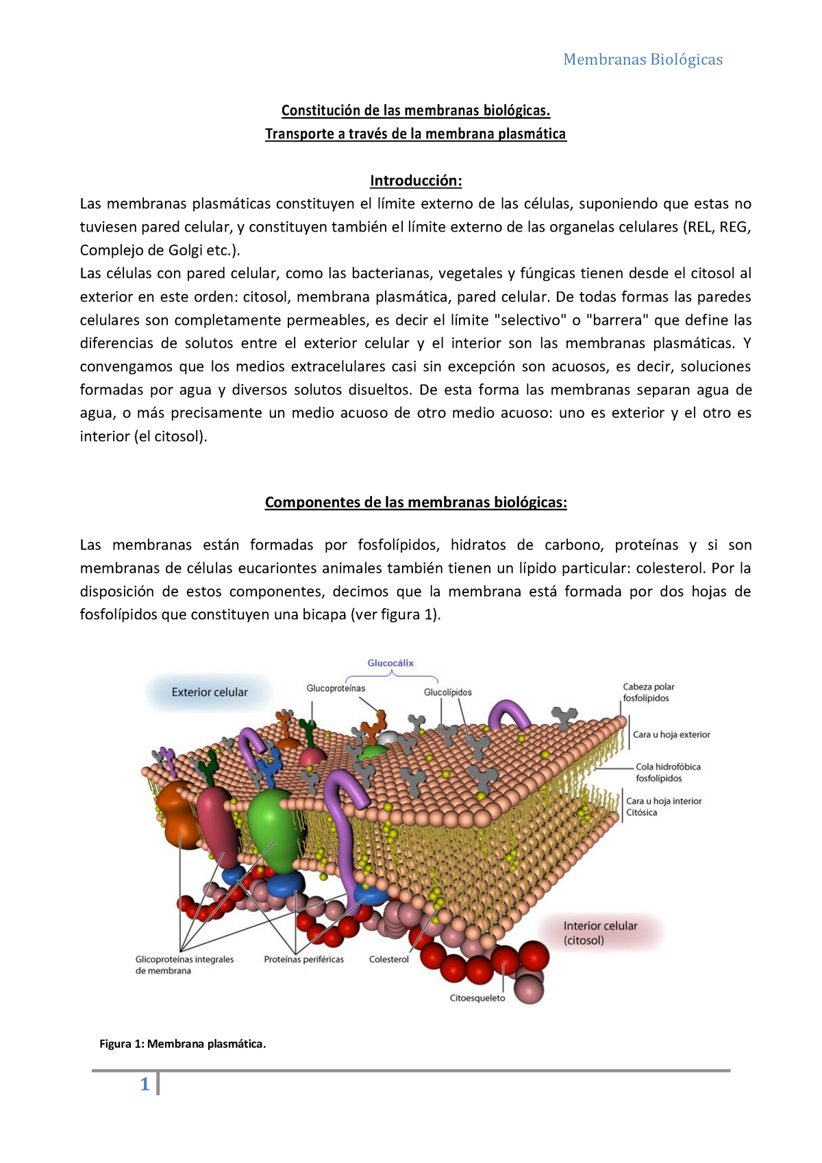 Membrana Plasmática -MEMBRANAS BIOLOGICAS - CBC - Constitución De Las ...