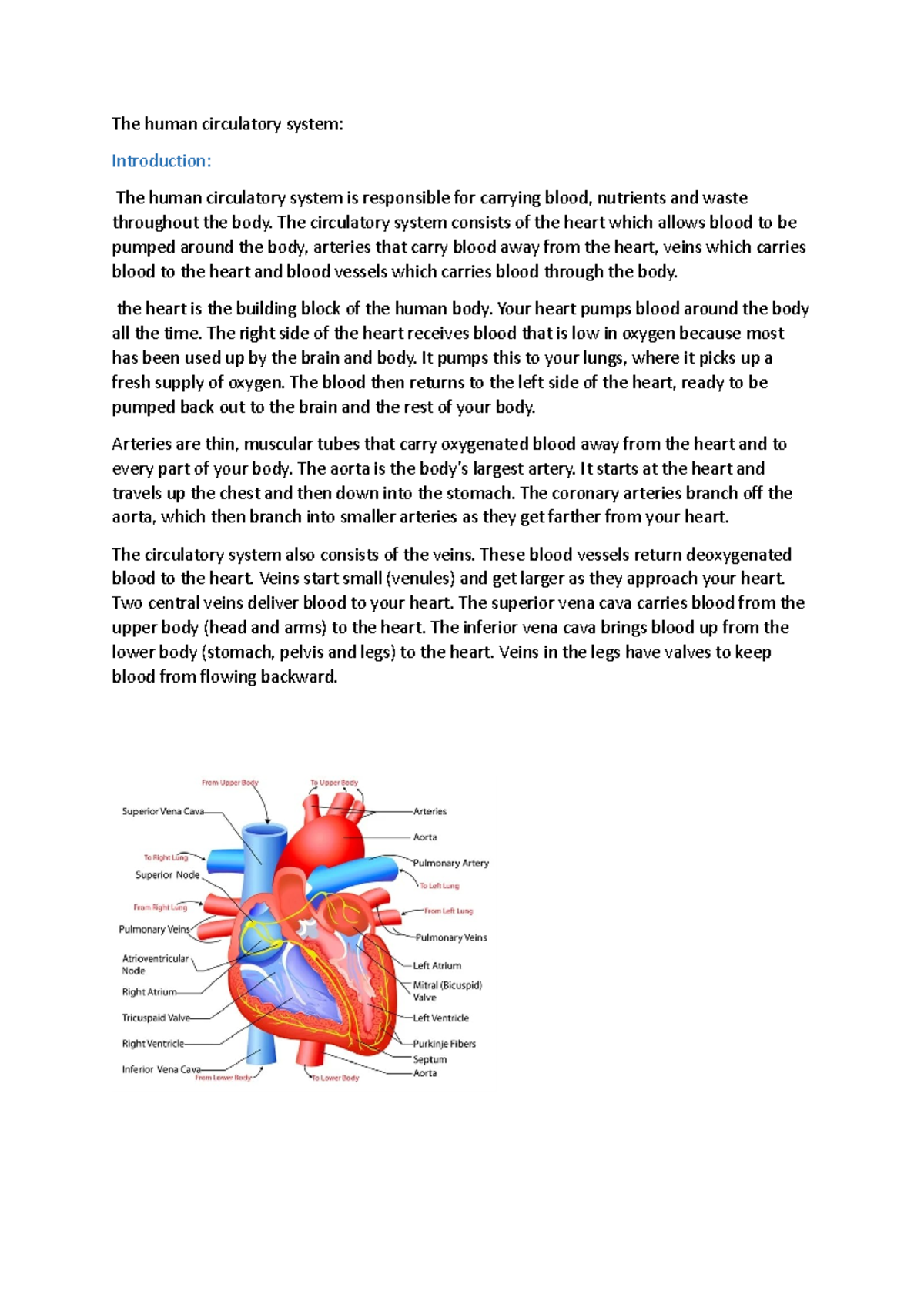 circulatory system introduction essay