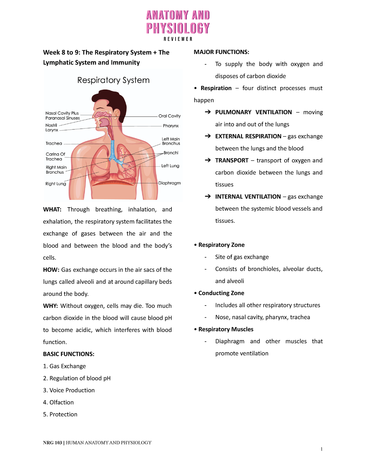 TASK11 - ANAPHY - Week 8 to 9: The Respiratory System + The Lymphatic ...