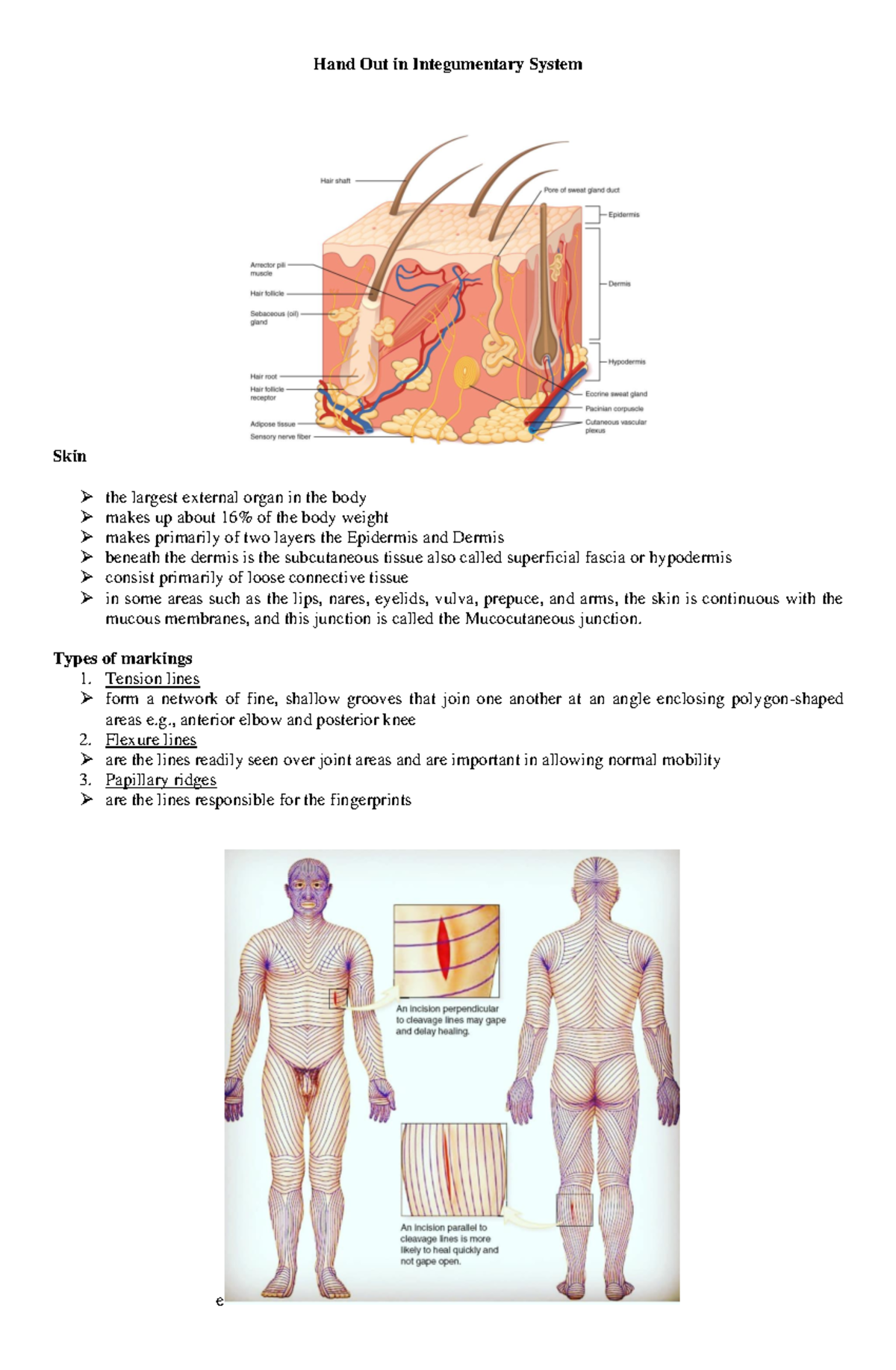 SKin Hand Out - integrumentary system - Hand Out in Integumentary ...