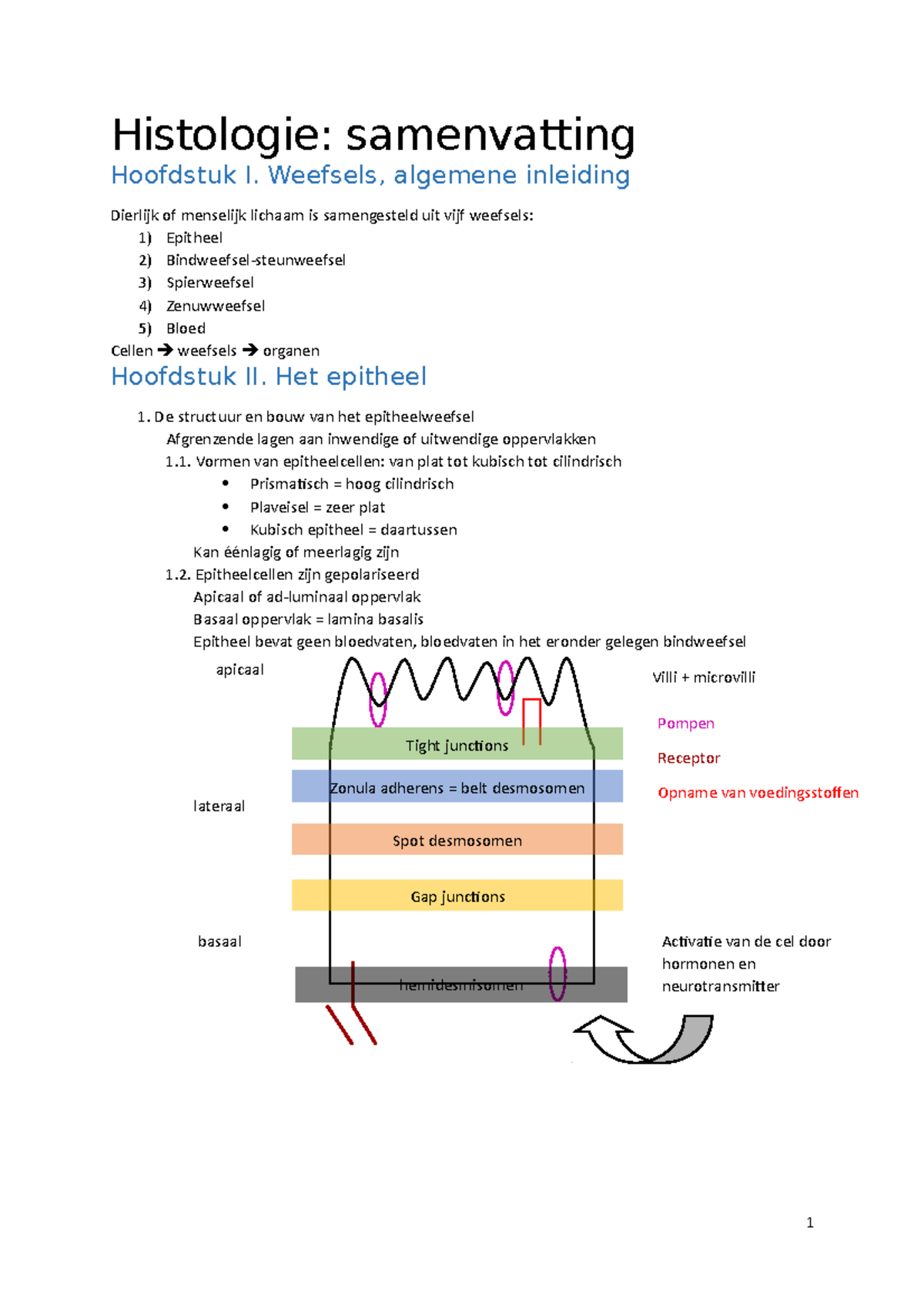 Histologie - Samenvatting Histo - Histologie: Samenvatting Hoofdstuk I ...