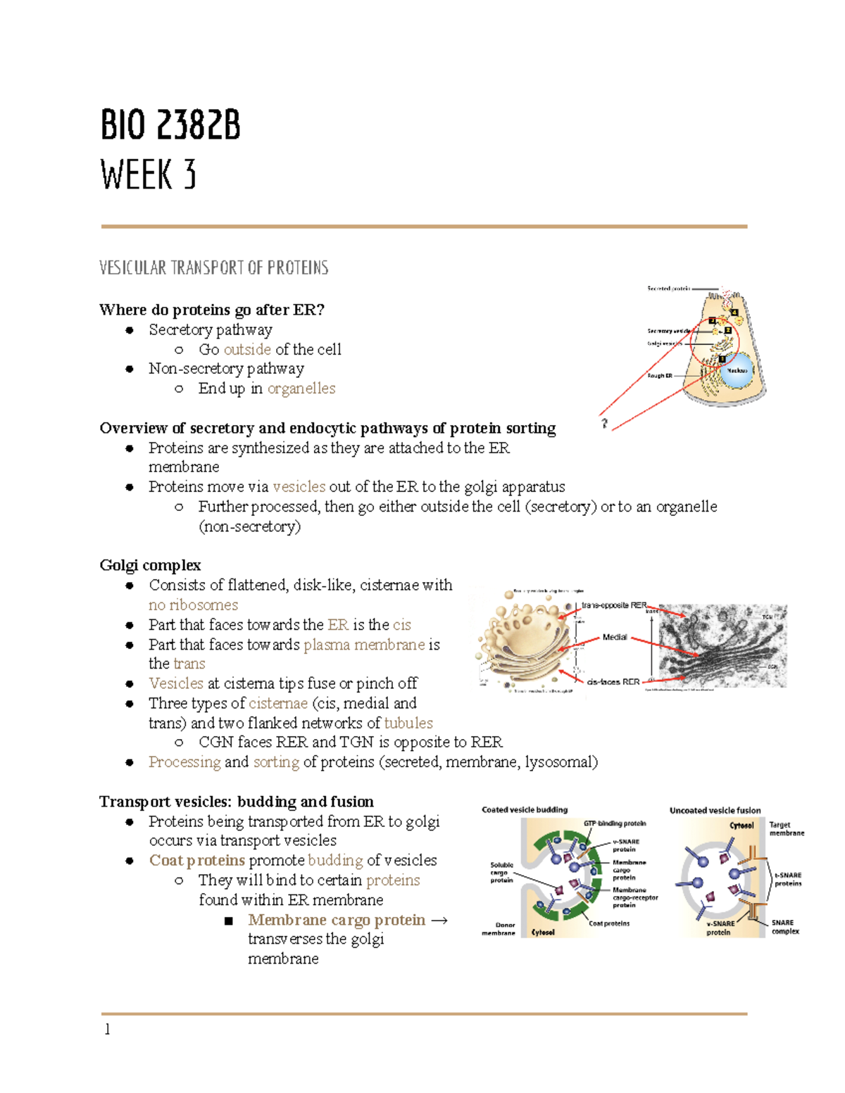 Week+3 - cell bio notes - BIO 2382B WEEK 3 VICULAR TRANSPORT OF ...