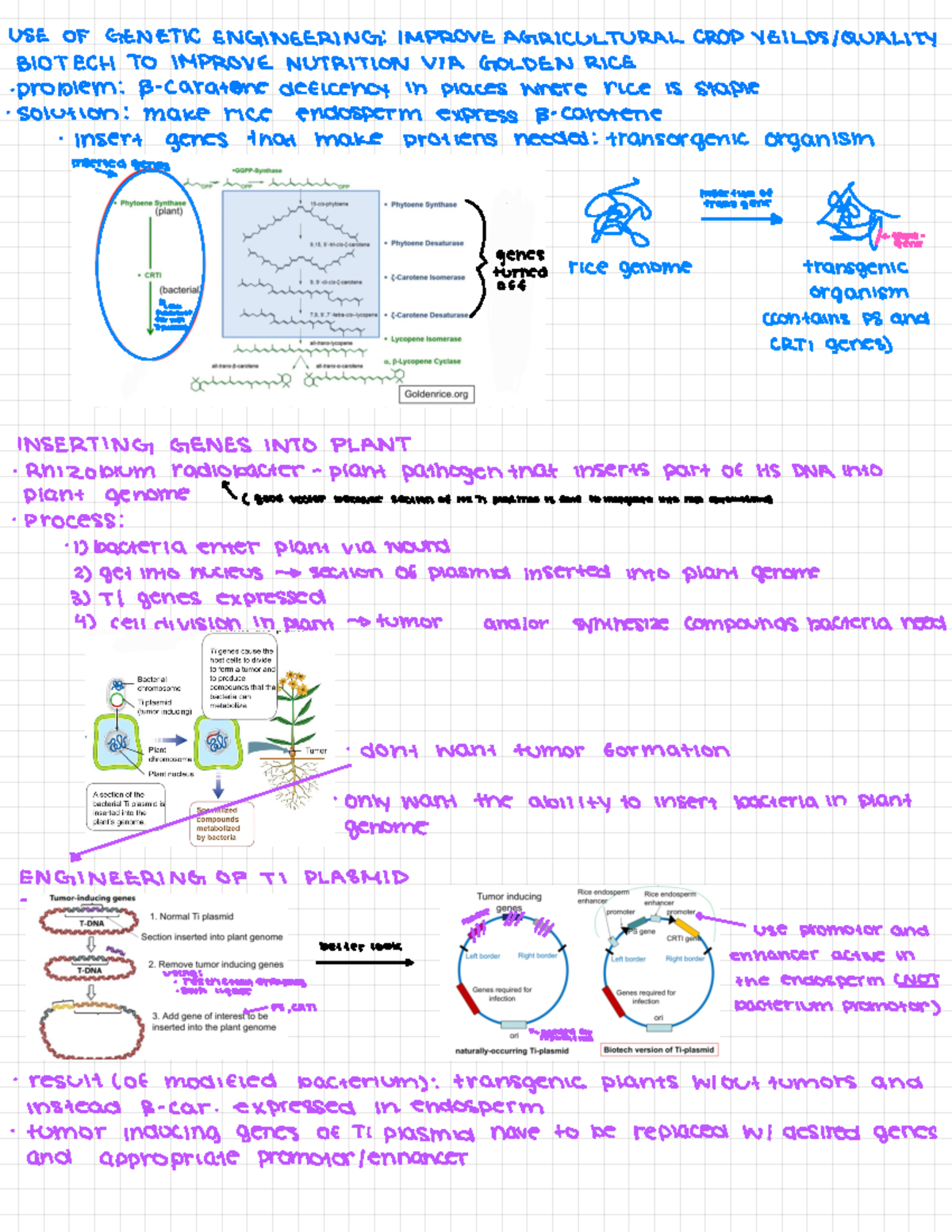 Biotechnology - Notes - USE OF GENETIC ENGINEERING: IMPROVE ...