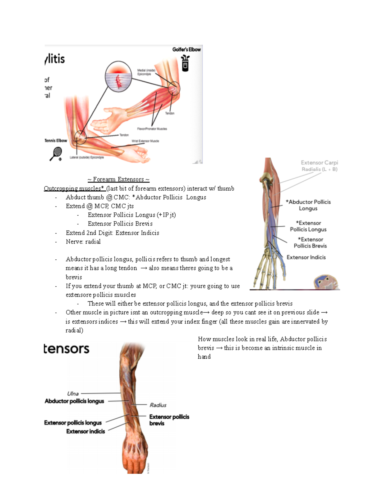 Anatomy Forearm Extensors notes - ~ Forearm Extensors ~ Outcropping ...