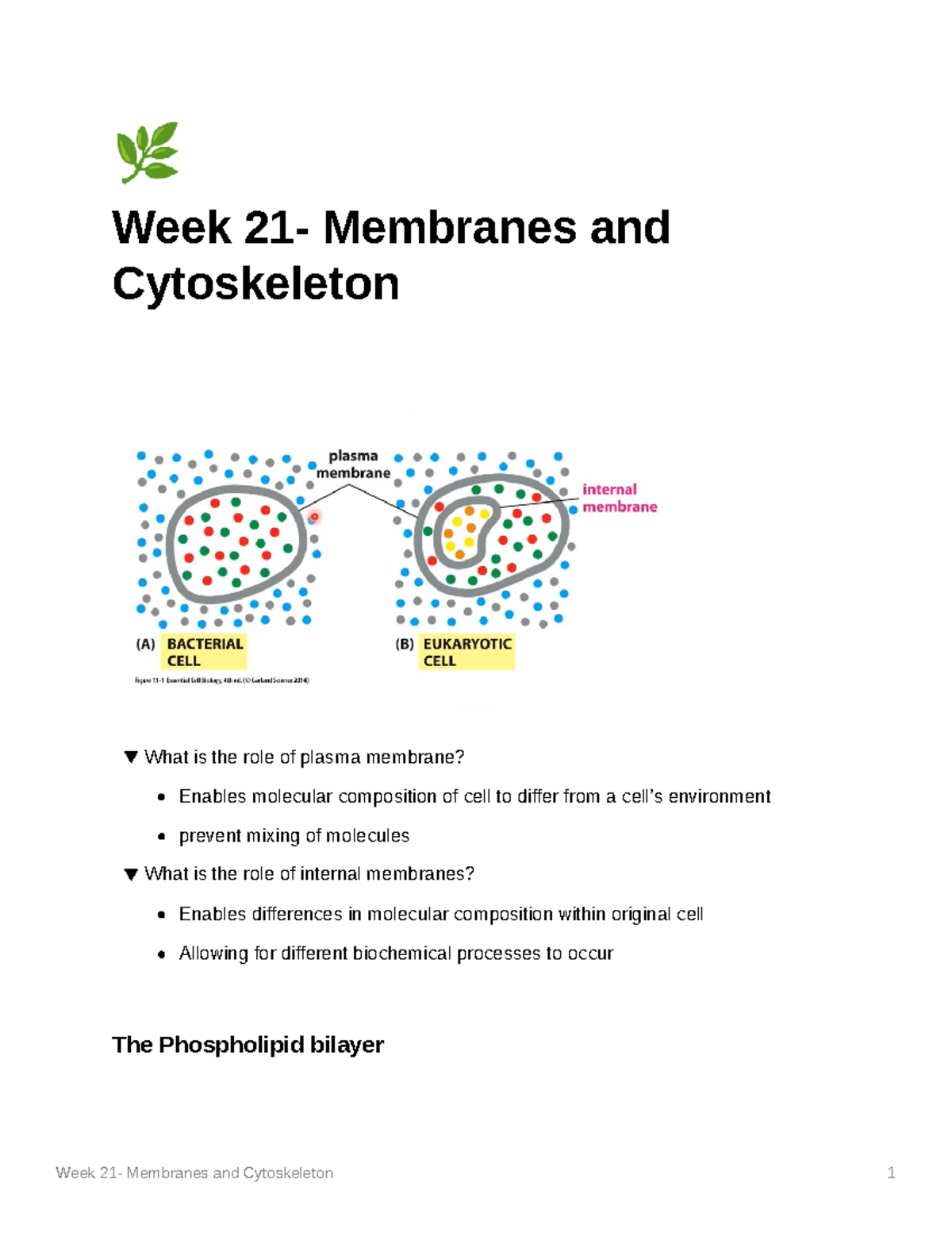 The Cytoskeleton Quizlet - l7w75oc