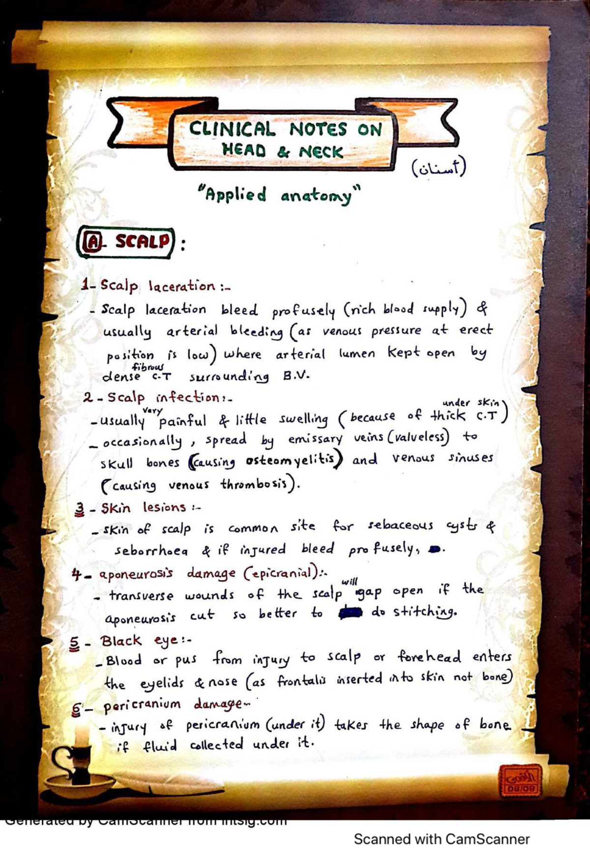 Notes on Head and Neck - Head and neck - Anatomy 2 - Studocu