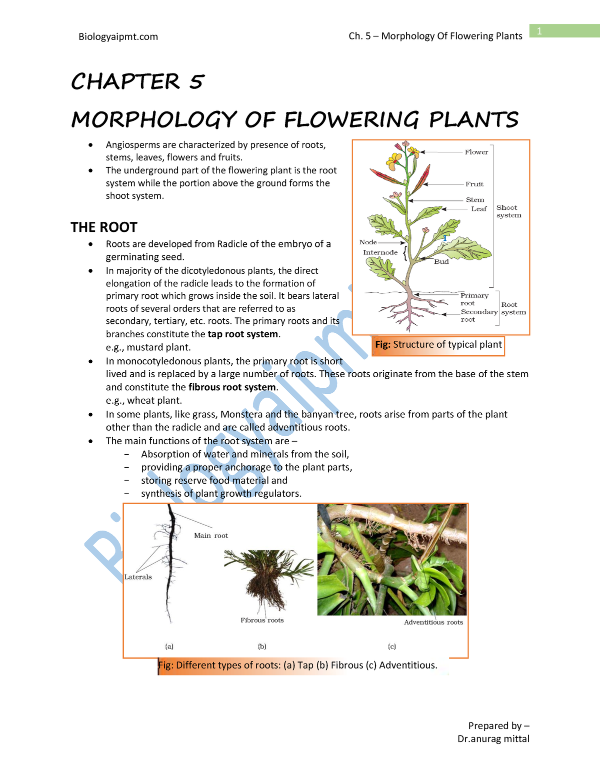 Ch 5 morphology of flowewring plant - Prepared by – CHAPTER 5 ...