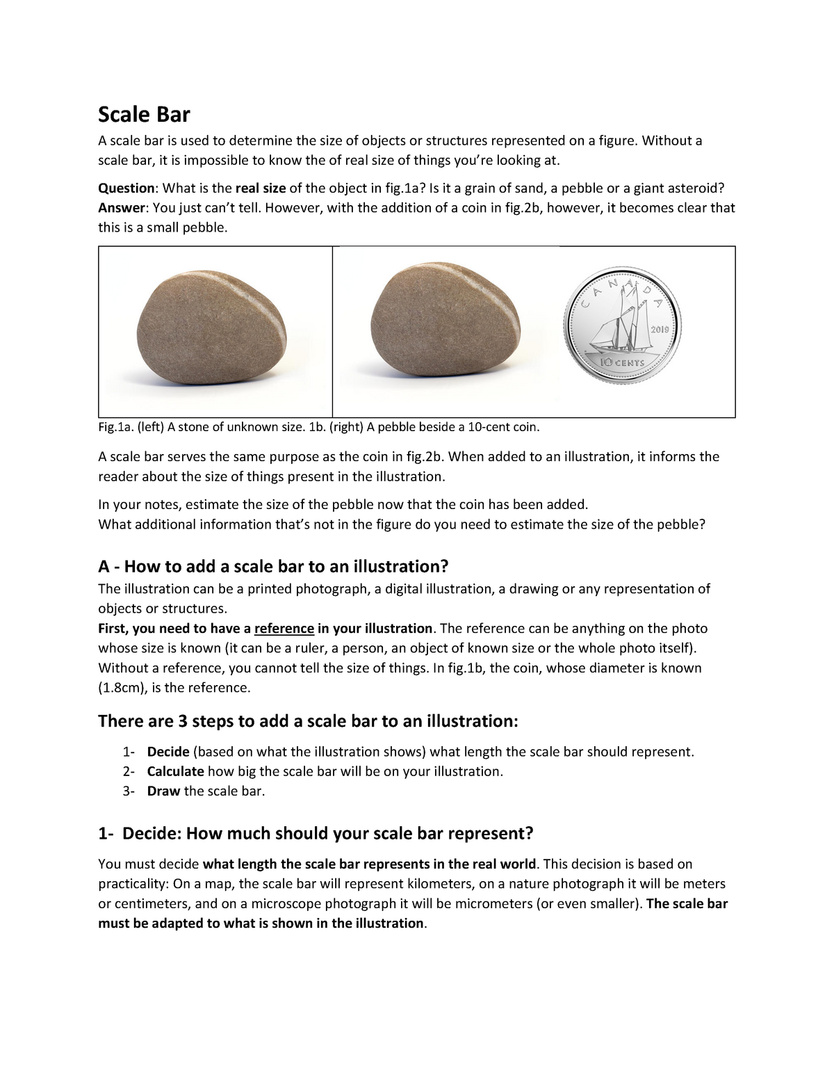 Scale Bar EN - BIO 1140 - Scale Bar A scale bar is used to determine the  size of objects or - Studocu